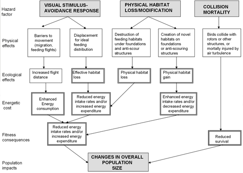 Figure 2.2: Flow chart of hazards factors to birds by offshore developments.